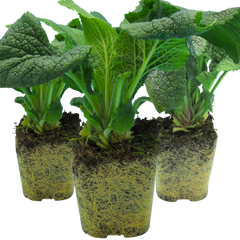 Foxglove White, Ready to Plant in Your Garden, 1L Rootballs