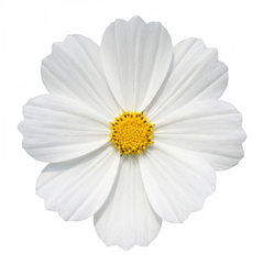 Set of 3 or 6 Large Plants - Cosmos Apollo White, Ready to Plant in Your Garden, Peat-Free