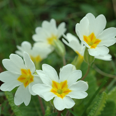 Primrose White | 3 or 6 1L Pots