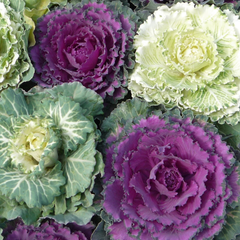 Ornamental Cabbage Growers selection | 3 or 6 1L Pots