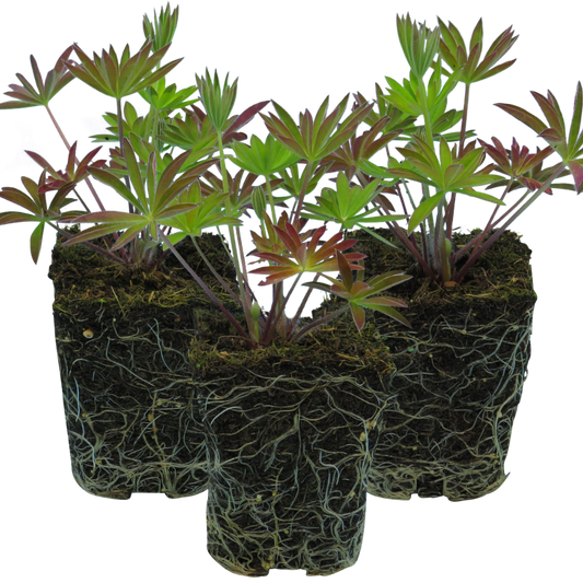 Lupin Legendary Blue, Ready to Plant in Your Garden, Peat Free