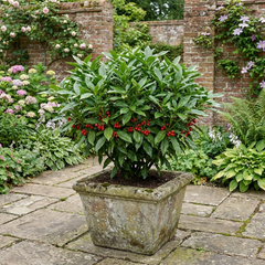 Aucuba Japonica Rozannie Plant, Hardy Evergreen Shrub, Outdoor Garden Ready, Litre Root Ball