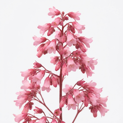 1 Heuchera Pink Fizz Coral Bells Plant, Hardy Evergreen Perennial, 17cm Root Ball