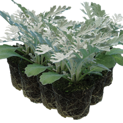 Cineraria Silverdust | 3 or 6 1L Pots