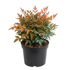 1 Nandina Gulf Stream Heavenly Bamboo, Compact Hardy Evergreen Garden Shrub, 3 Litre Root Ball