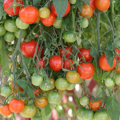 Set of 3 or 6 Large Plants - Tomato Growers Selection Variety, Ready to Plant in Your Garden
