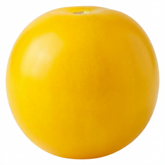 Set of 3 or 6 Large Plants - Tomato Lemon Sherbet, Ready to Plant in Your Garden, 10.5 cm