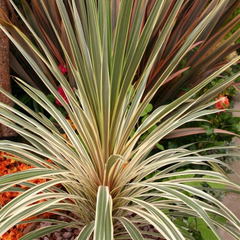 Cordyline Torbay Dazzler | 2L Pots