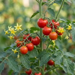 Grafted Crokini Tomato Plants, Premium High Yield Cocktail Tomato, Garden Ready, 1L Root Ball