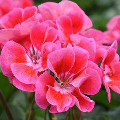 Pelargonium Toscana Castello Tammo / Smart Nina | 3 or 6 1L Pots