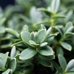 Hebe Little Leaves Grey | 2L Pot