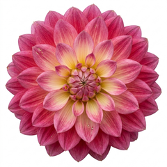 1 Dahlia Maggiore Fun Rose Bicolour Plant, Pink Summer Flowering, Outdoor Garden Ready, 3 Litre Root Ball
