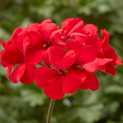 Set of 3 or 6 Large Plants Geranium Calliope Landscape Fire, Ready To Plant In Your Garden
