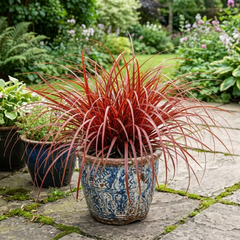 1 Large Plant - Uncinia Everflame, Ready to Plant in Your Garden, 2L Pot