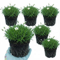 Arenaria Ronda, Ready to Plant in Your Garden, 1L