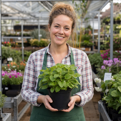 Set of 3 or 6 Lemon Balm Mint Plants Fresh Live Hardy Perennial Herb Garden Ready Plants 1 Litre Root Ball