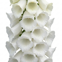 1 Digitalis Hanabee White Foxglove Plant, Hardy Bee Friendly Perennial, Summer Flowering, 2 Litre Root Ball
