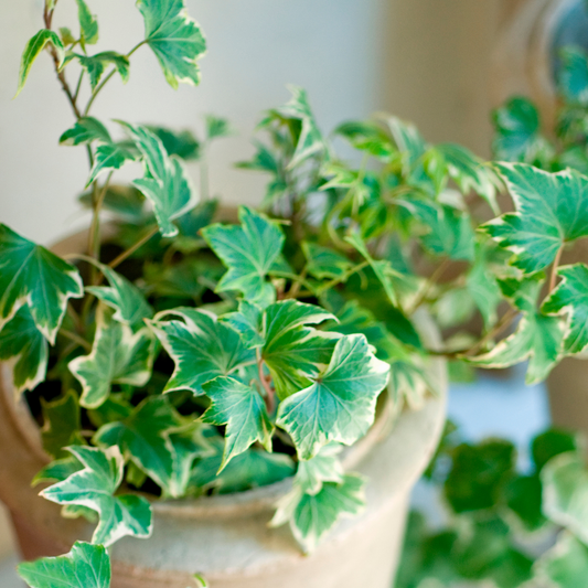 Ivy Growers Selection | 3 or 6 1L Pots