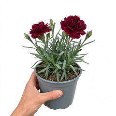1 Carnation Capitan Diaz Dianthus Plant, Outdoor Hardy Summer Flowering Garden Perennial, 2Ltr Root-Ball