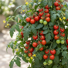 Set of 3 or 6 Large Plants - Tomato Lizzano Variety, Ready to Plant in Your Garden, 10.5 cm