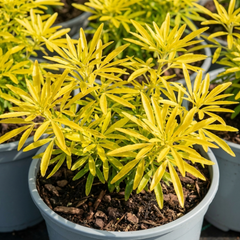 Choisya Goldfinger Plant, Hardy Evergreen Mexican Orange Blossom Shrub, 3L Root Ball