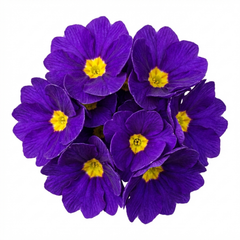 Primrose ‘Queen Neon Violet’ Hardy Perennial Plants, Bee Friendly Spring Flowering, Outdoor Garden Ready, 1 Litre Root-Ball