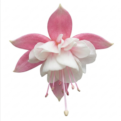 1 Large Plant - Upright Fuchsia Fuchsita Pink & White, Outdoor Garden Ready, 2L