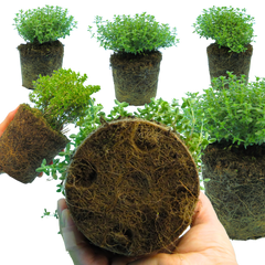 Thyme Lemon Variegated | 3 or 6 1L Pots