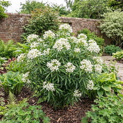 Choisya White Dazzler Plant, Fragrant Hardy Evergreen Garden Shrub, Mexican Orange Blossom, 3L Root Ball