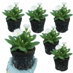 Set of 3 or 6 Primula Little Queen White Hardy Perennial Plants, Spring Flowering, Outdoor Garden Ready, 1 Litre Root-Ball