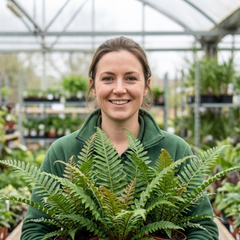 3 Large Plants - Braun's Holly Fern Polystichum Braunii, Outdoor Garden Ready