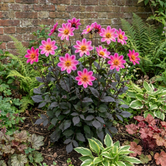 1 Large Plant - Dahlia Dahlegria Pink Flame, Ready to Plant in Your Garden, 3L
