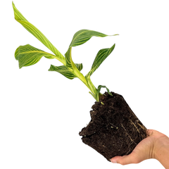 1 Canna Tropicanna Gold Plant, Hardy Tropical Perennial, Outdoor Garden Ready, 3 Litre Root Ball