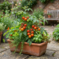 Set of 3 or 6 Large Plants - Tomato Ricola Fire & Lightning, Ready to Plant in Your Garden
