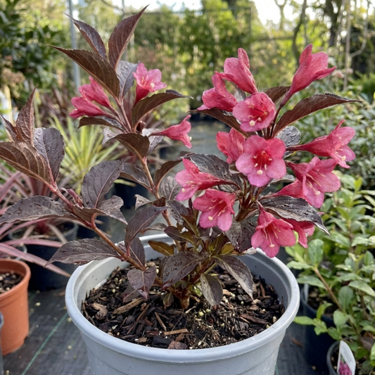 Weigela Florida Victoria Plant, Hardy Flowering Shrub, Outdoor Garden Ready, 2L Root-Ball