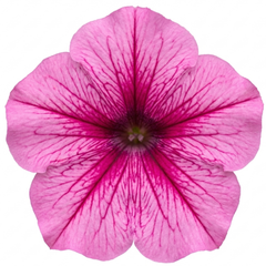 1 Large Plant - Petunia Sanguna Mega Pink Vein, Outdoor Garden Ready, 2L Pot