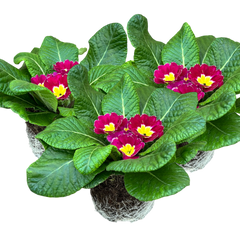 Primrose Purple | 3 or 6 1L Pots