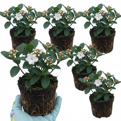 Viburnum Tinus Gwenllian Hardy Evergreen Flowering Shrub Plants, Winter Flowering Hedge, Outdoor Garden Ready, 11cm Root-Ball