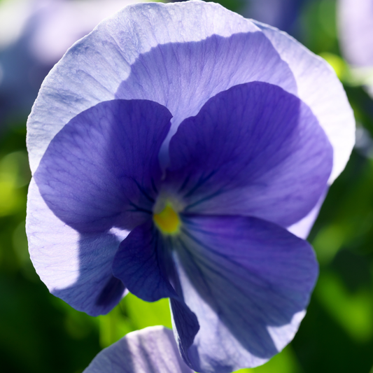 Upright Pansy Delta Pro Clear Light Blue | 3 or 6 1L Pots