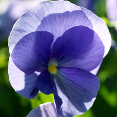 Upright Pansy Delta Pro Clear Light Blue | 3 or 6 1L Pots