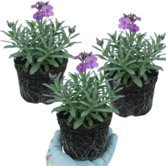 Erysimum Bowles Mauve Evergreen Hardy Perennial Wallflower Plants, Outdoor Garden Ready, 1 Litre / 11cm Root-Ball