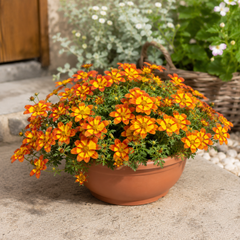1 Bidens Taka Tuka Red Yellow Brush Trailing Plant, Bee Friendly Outdoor Summer Flowering, 21cm Root-ball