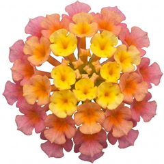 1 Large Plant - Lantana Bandolista Mango, Ready to Plant in Your Garden, 2L Pot
