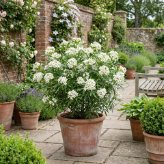 Choisya White Dazzler Plant, Fragrant Hardy Evergreen Garden Shrub, Mexican Orange Blossom, 3L Root Ball