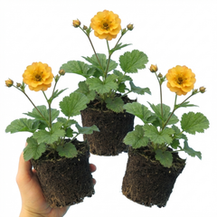Set of 3 or 6 Geum Lady Stratheden Hardy Perennial Plants, Yellow Summer Flowering, Bee Friendly Cottage Garden Plants, Outdoor Garden Ready, 1 Litre Root-Ball