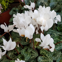 Cyclamen Flame White | 3 or 6 1L Pots