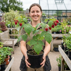 Raspberry Glem Ample Summer Fruiting Plant, Hardy Fruit Bush, Garden Ready, 17cm Root-Ball