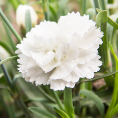 Carnation White | 3 or 6 1L Pots