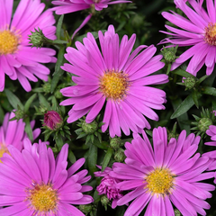 Aster Alpha Light Pink | 2L Pot