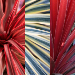 Cordyline Collection | 3 or 6 1L Pots